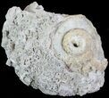 Crystal Filled Fossil Whelk - Rucks Pit, FL #69067-3